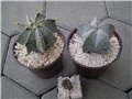 astrophitum